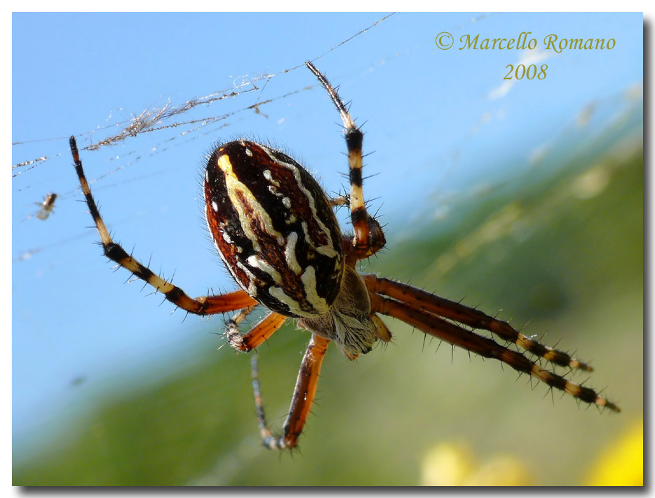 Aculepeira sp. (cf. A. armida) dalla Croazia